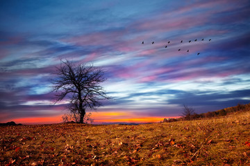 Fototapeta na wymiar Alone tree in the field against mystical sky at sunset in autumn