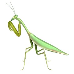 realistic 3d render of mantis