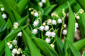 Beautiful muguet on the sun