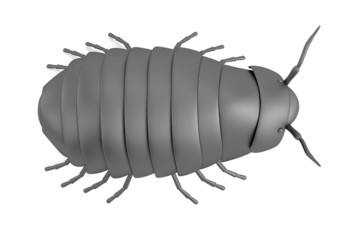 realistic 3d render of pillbug