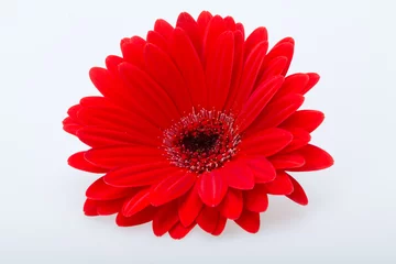 Crédence de cuisine en verre imprimé Gerbera red gerbera daisy flower