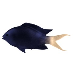 realistic 3d render of tropical fish