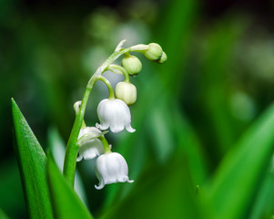 Naklejka premium Beautiful muguet on the sun
