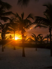 Obraz na płótnie Canvas Sunset between palm tree