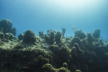 Coral wall