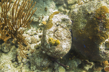 Sponge in a reef