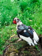 Beautiful muscovy duck