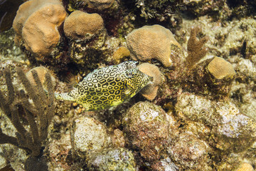 Honeycomb cowfish