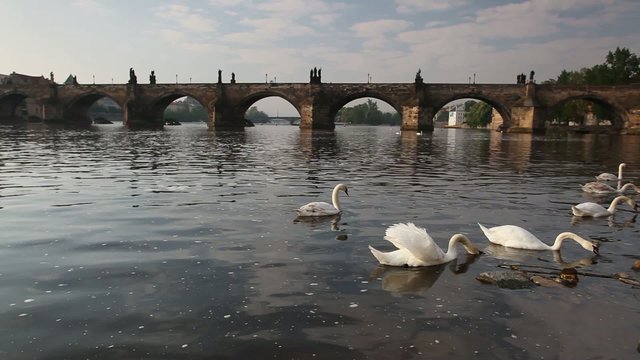 View from Kampa of Charles Bridge in Prague at sunrise