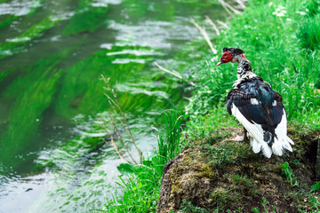 Beautiful muscovy duck