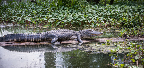 Alligator in swamp