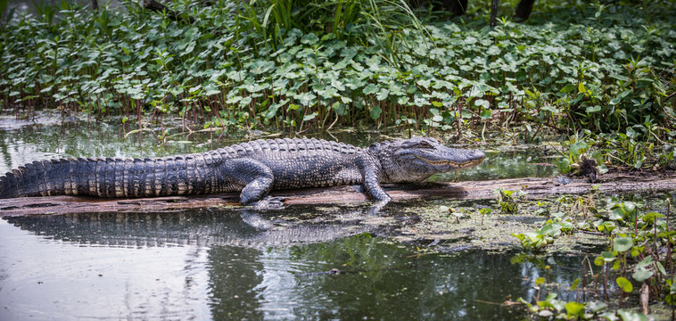 Alligator in swamp