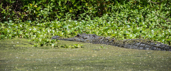 Fototapeta na wymiar Alligator in swamp