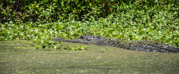 Alligator in swamp