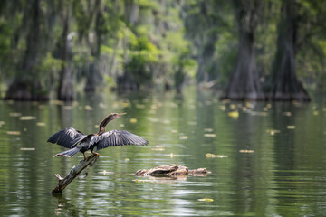 Anhinga Cormorant in a swamp luisiana