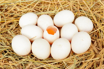 Group of fresh  duck eggs in the straw nest .