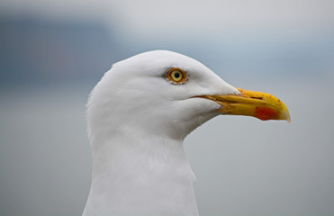 The head of a Seagull looking to the Right