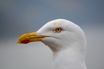 The Head of a Seagull in Profile
