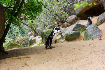 Brillenpinguine - Spheniscus demersus