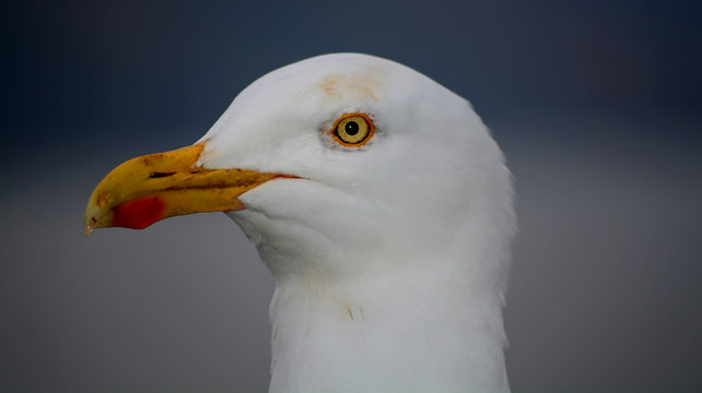 The Head of as Seagull in Profile