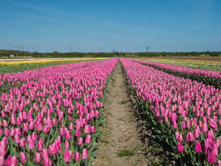 Field of pink colored tulips
