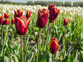 Field of red and yellow colored tulips