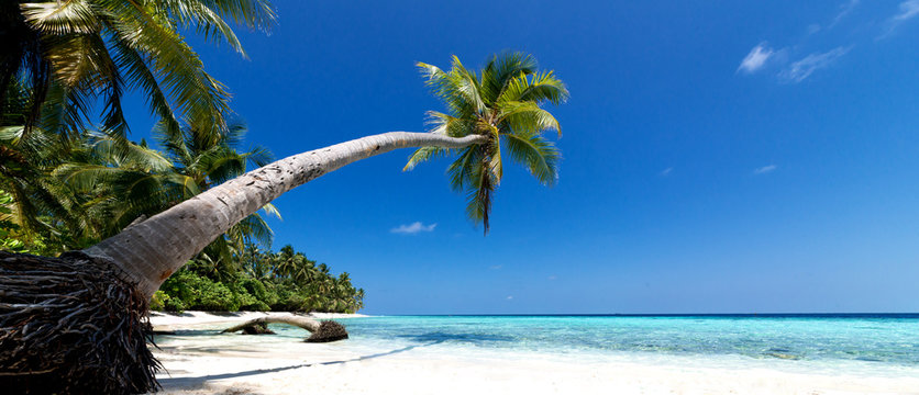 Traumstrand mit Palmen