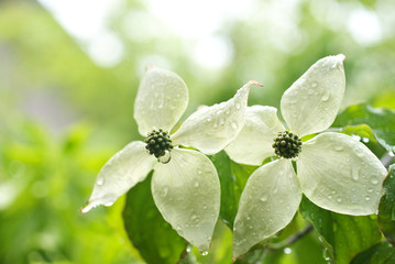 やまぼうしの花