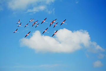 flamingos and soft cloud