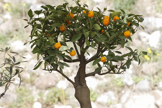 bonsai in bloom