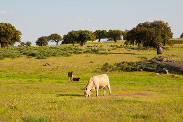Naklejka na ściany i meble Cows in the meadows in Extremadura, Spain