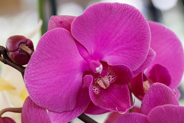 orchid bloom