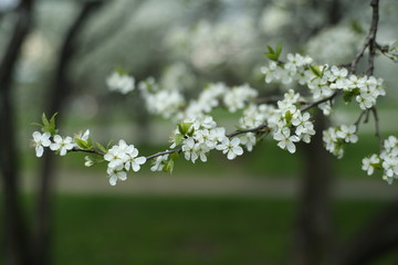 Spring, flowers Apple trees in the spring, nature