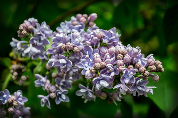 many florets lilac bushes