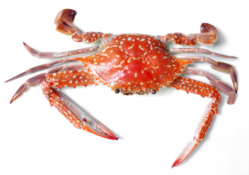 Boiled crab isolated on white background