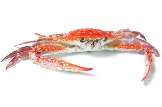 Boiled crab isolated on white background