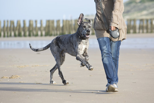 Deutsche Dogge, Hundeerziehung am Strand