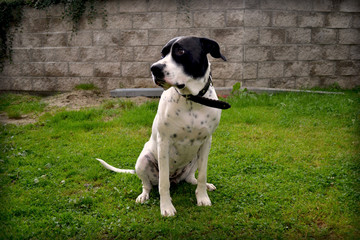 pose pet portrait
