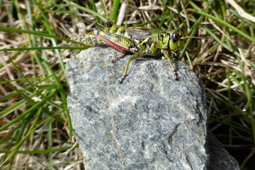 Heuschrecke - Orthoptera, Grünes Heupferd