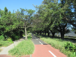 多摩湖へつづくサイクリングロード