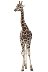 Naklejka premium Giraffe Isolated