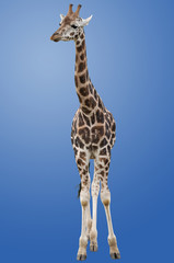 Obraz premium Giraffe Isolated