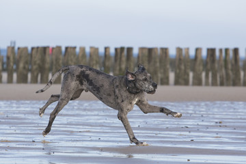 Deutsche Dogge, outdoor, Strand und Wiese