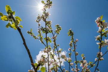 fiori