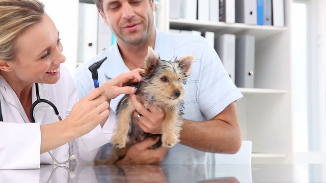 Vet checking a yorkshire terrier with its owner