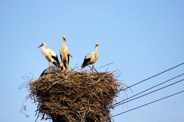 White storks (ciconia ciconia) famly. Work is done . Curious .