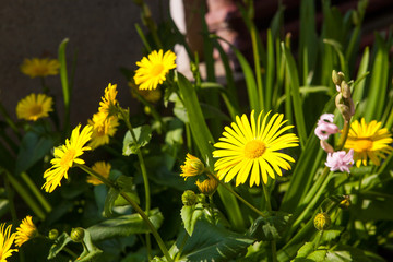 Doronicum