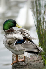 Male Mallard Duck Standing on the Edge of a Lake