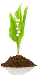 tige de muguet sur motte de terre