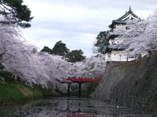 Japan Castle in  the Spring